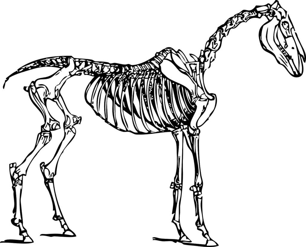 horse, anatomy, skeleton-30760.jpg